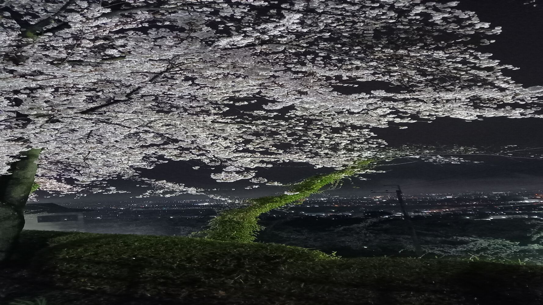 画像3075